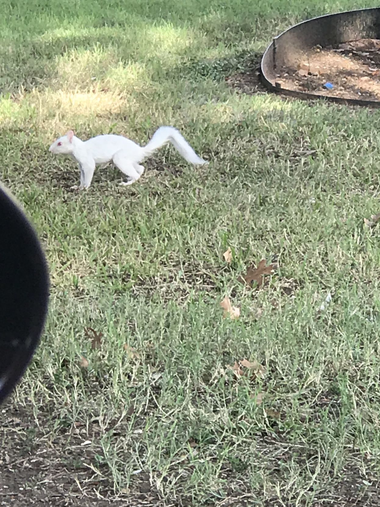Albino squirrel